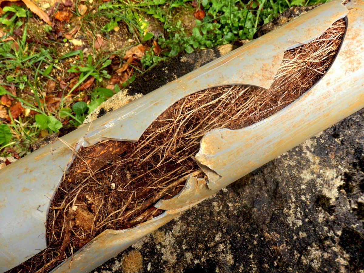 sewer-line-split-with-roots